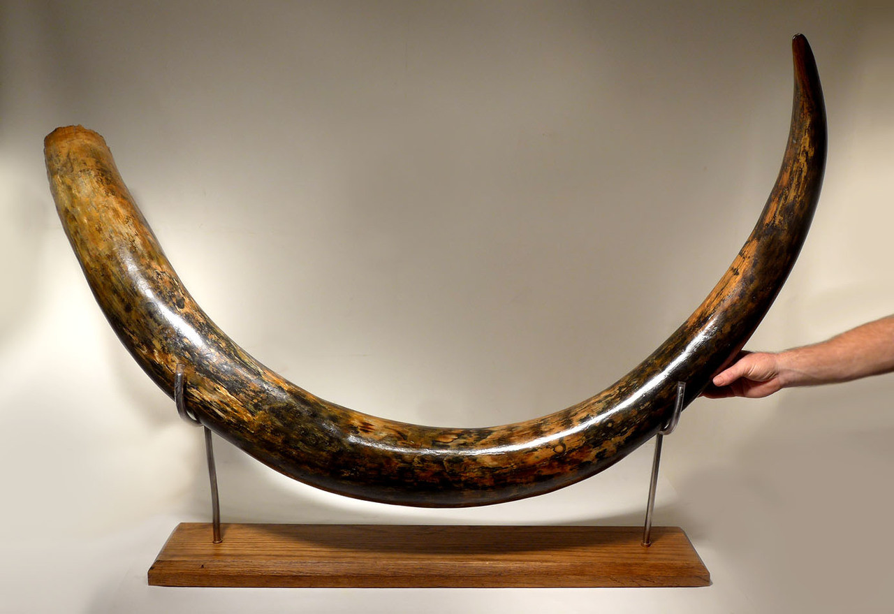 Mammoth tusks: mining, products 68 Mammoth tusks: mining, products 63